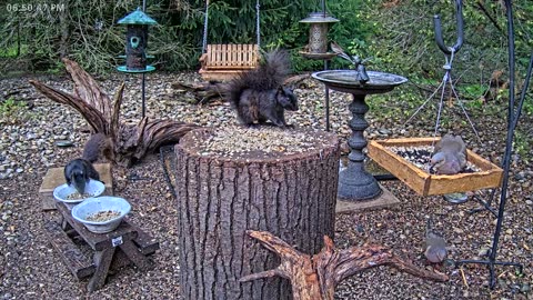 LIVE 24/7 Indiana Birds, Squirrels and Wildlife Feeder Cam