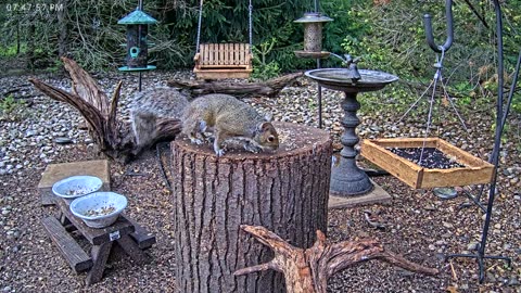 LIVE 24/7 Indiana Birds, Squirrels and Wildlife Feeder Cam