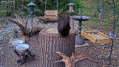 LIVE 24/7 Indiana Birds, Squirrels and Wildlife Feeder Cam