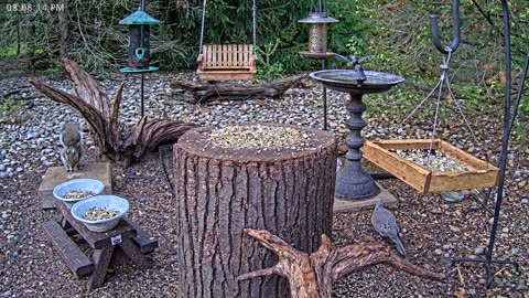 LIVE 24/7 Indiana Birds, Squirrels and Wildlife Feeder Cam