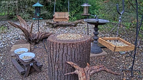 LIVE 24/7 Indiana Birds, Squirrels and Wildlife Feeder Cam