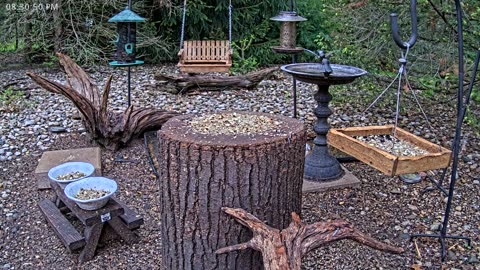 LIVE 24/7 Indiana Birds, Squirrels and Wildlife Feeder Cam
