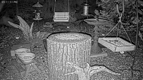 LIVE 24/7 Indiana Birds, Squirrels and Wildlife Feeder Cam