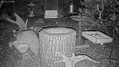 LIVE 24/7 Indiana Birds, Squirrels and Wildlife Feeder Cam