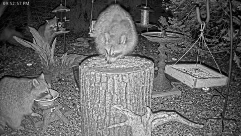 LIVE 24/7 Indiana Birds, Squirrels and Wildlife Feeder Cam