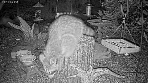 LIVE 24/7 Indiana Birds, Squirrels and Wildlife Feeder Cam