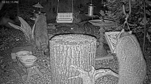 LIVE 24/7 Indiana Birds, Squirrels and Wildlife Feeder Cam