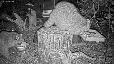 LIVE 24/7 Indiana Birds, Squirrels and Wildlife Feeder Cam