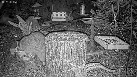 LIVE 24/7 Indiana Birds, Squirrels and Wildlife Feeder Cam