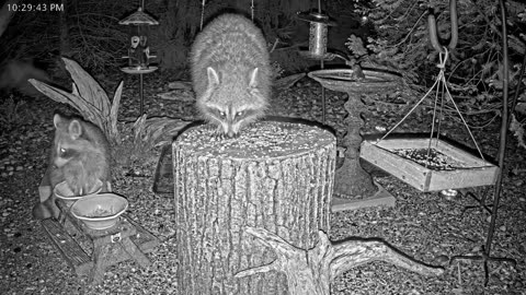 LIVE 24/7 Indiana Birds, Squirrels and Wildlife Feeder Cam