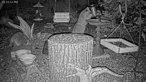 LIVE 24/7 Indiana Birds, Squirrels and Wildlife Feeder Cam
