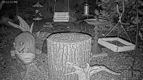 LIVE 24/7 Indiana Birds, Squirrels and Wildlife Feeder Cam
