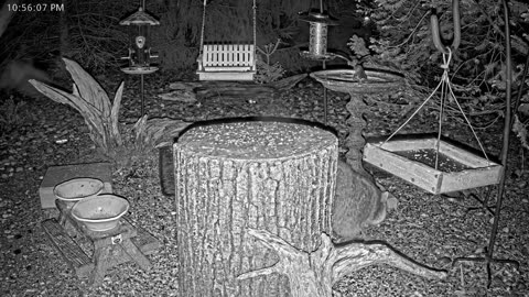 LIVE 24/7 Indiana Birds, Squirrels and Wildlife Feeder Cam