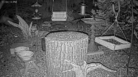 LIVE 24/7 Indiana Birds, Squirrels and Wildlife Feeder Cam