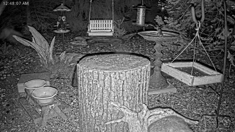 LIVE 24/7 Indiana Birds, Squirrels and Wildlife Feeder Cam