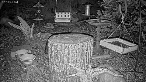 LIVE 24/7 Indiana Birds, Squirrels and Wildlife Feeder Cam