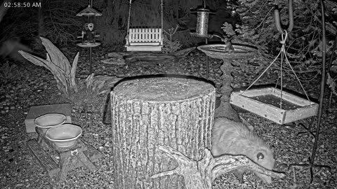 LIVE 24/7 Indiana Birds, Squirrels and Wildlife Feeder Cam
