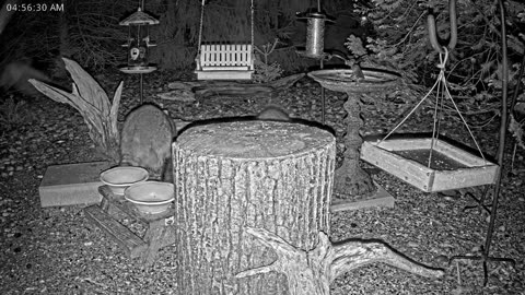LIVE 24/7 Indiana Birds, Squirrels and Wildlife Feeder Cam
