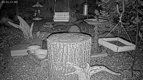 LIVE 24/7 Indiana Birds, Squirrels and Wildlife Feeder Cam