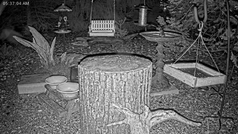 LIVE 24/7 Indiana Birds, Squirrels and Wildlife Feeder Cam