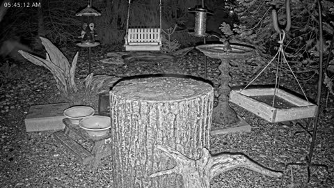 LIVE 24/7 Indiana Birds, Squirrels and Wildlife Feeder Cam