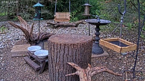 LIVE 24/7 Indiana Birds, Squirrels and Wildlife Feeder Cam