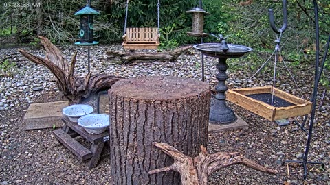 LIVE 24/7 Indiana Birds, Squirrels and Wildlife Feeder Cam