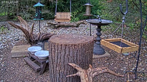 LIVE 24/7 Indiana Birds, Squirrels and Wildlife Feeder Cam
