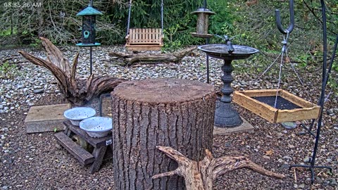 LIVE 24/7 Indiana Birds, Squirrels and Wildlife Feeder Cam