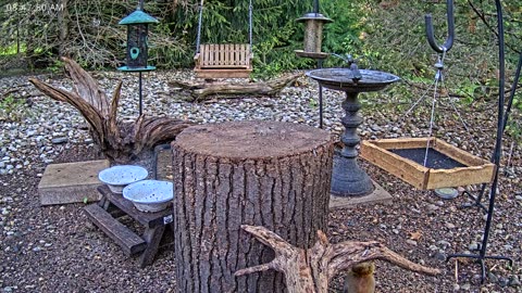 LIVE 24/7 Indiana Birds, Squirrels and Wildlife Feeder Cam