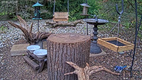 LIVE 24/7 Indiana Birds, Squirrels and Wildlife Feeder Cam