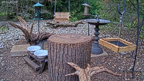 LIVE 24/7 Indiana Birds, Squirrels and Wildlife Feeder Cam