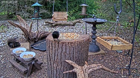LIVE 24/7 Indiana Birds, Squirrels and Wildlife Feeder Cam