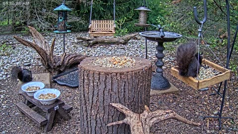 LIVE 24/7 Indiana Birds, Squirrels and Wildlife Feeder Cam