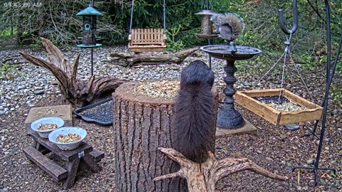 LIVE 24/7 Indiana Birds, Squirrels and Wildlife Feeder Cam