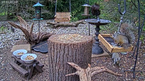LIVE 24/7 Indiana Birds, Squirrels and Wildlife Feeder Cam