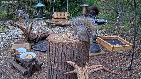 LIVE 24/7 Indiana Birds, Squirrels and Wildlife Feeder Cam