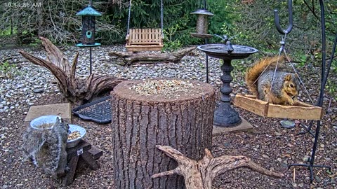 LIVE 24/7 Indiana Birds, Squirrels and Wildlife Feeder Cam