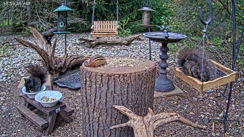 LIVE 24/7 Indiana Birds, Squirrels and Wildlife Feeder Cam