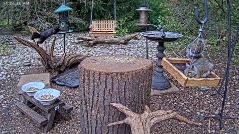 LIVE 24/7 Indiana Birds, Squirrels and Wildlife Feeder Cam