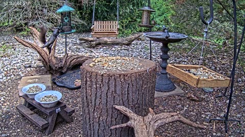 LIVE 24/7 Indiana Birds, Squirrels and Wildlife Feeder Cam