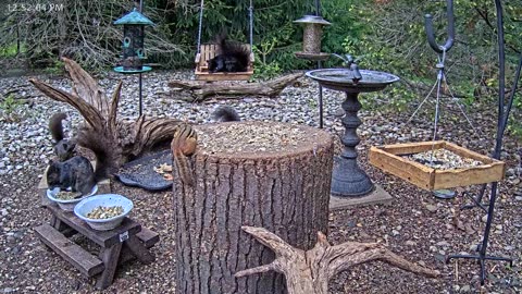 LIVE 24/7 Indiana Birds, Squirrels and Wildlife Feeder Cam