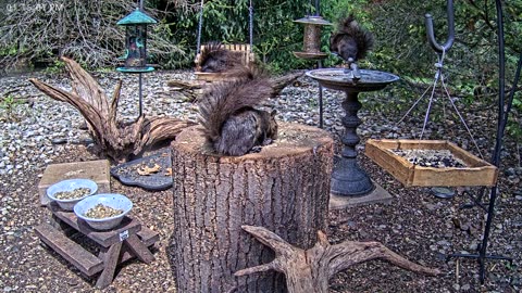 LIVE 24/7 Indiana Birds, Squirrels and Wildlife Feeder Cam