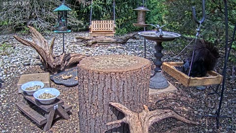 LIVE 24/7 Indiana Birds, Squirrels and Wildlife Feeder Cam