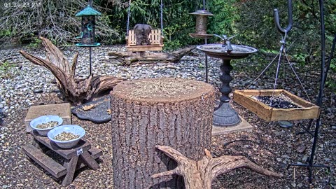 LIVE 24/7 Indiana Birds, Squirrels and Wildlife Feeder Cam