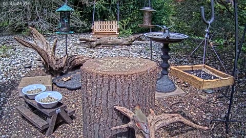 LIVE 24/7 Indiana Birds, Squirrels and Wildlife Feeder Cam