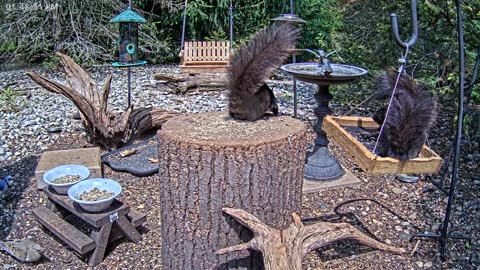 LIVE 24/7 Indiana Birds, Squirrels and Wildlife Feeder Cam
