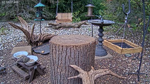 LIVE 24/7 Indiana Birds, Squirrels and Wildlife Feeder Cam