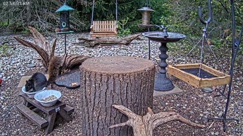 LIVE 24/7 Indiana Birds, Squirrels and Wildlife Feeder Cam