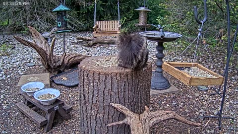 LIVE 24/7 Indiana Birds, Squirrels and Wildlife Feeder Cam